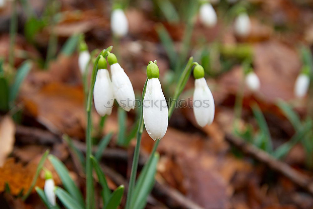 Similar – Frühlingsblumen