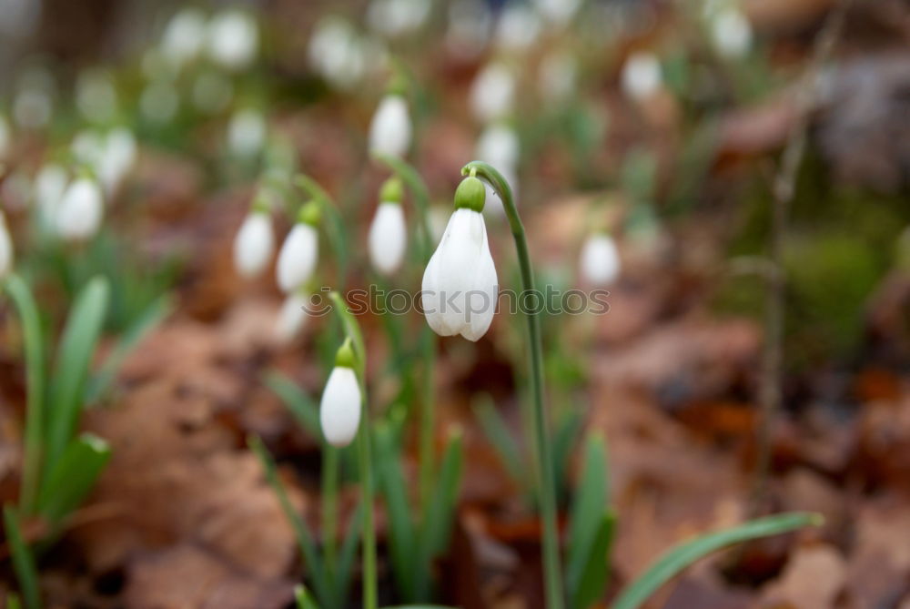 Similar – Frühlingsblumen