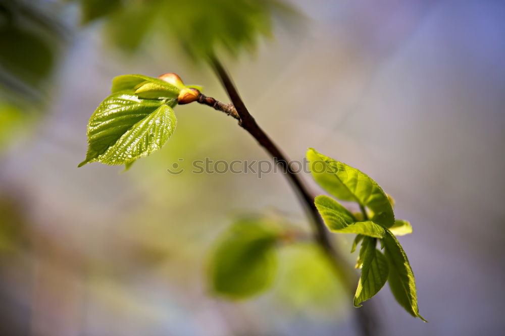 Similar – Image, Stock Photo chestnut tree I Nature