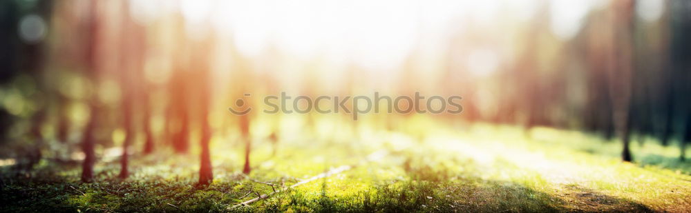 Similar – Image, Stock Photo Sunset in Baden Tree