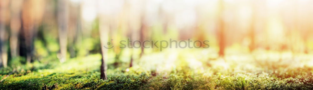 Similar – Beautiful autumn leaves, sunset