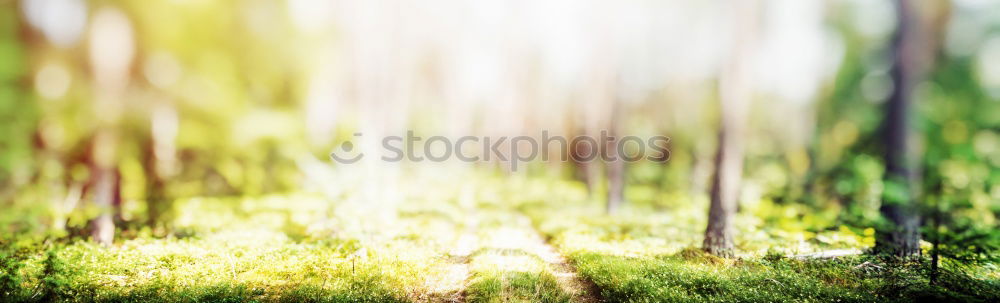 Similar – Gras Schilfrohr Gegenlicht