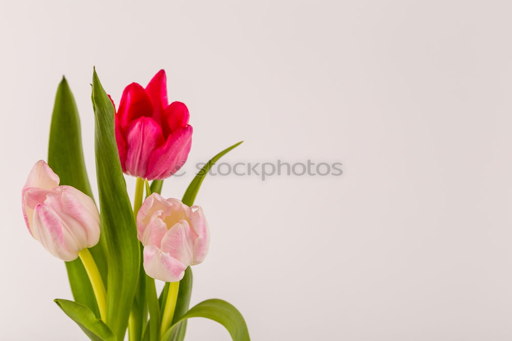 Similar – Beautiful tulips in pink pastel colour