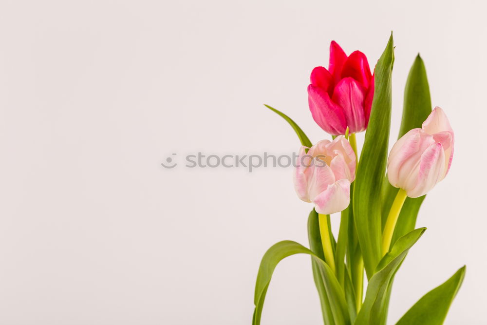 Similar – Image, Stock Photo tulip Snowboard