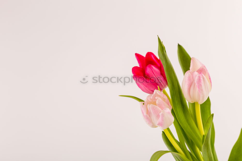 Similar – wall decoration for mother’s day.