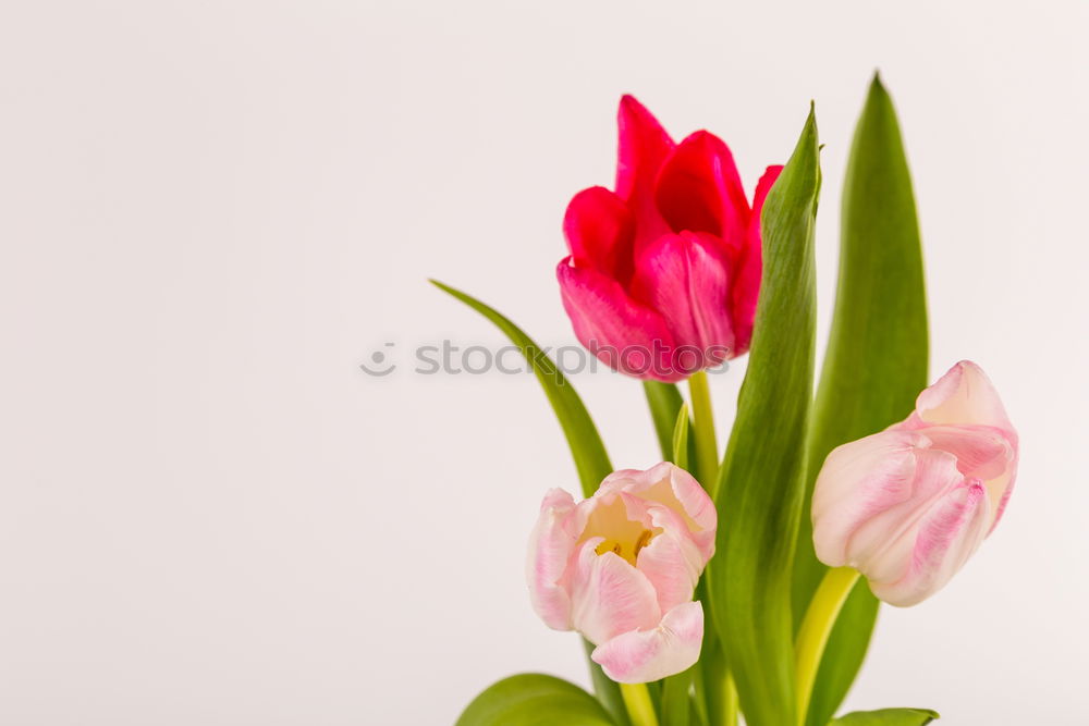 Similar – Image, Stock Photo Pink tulips on white background