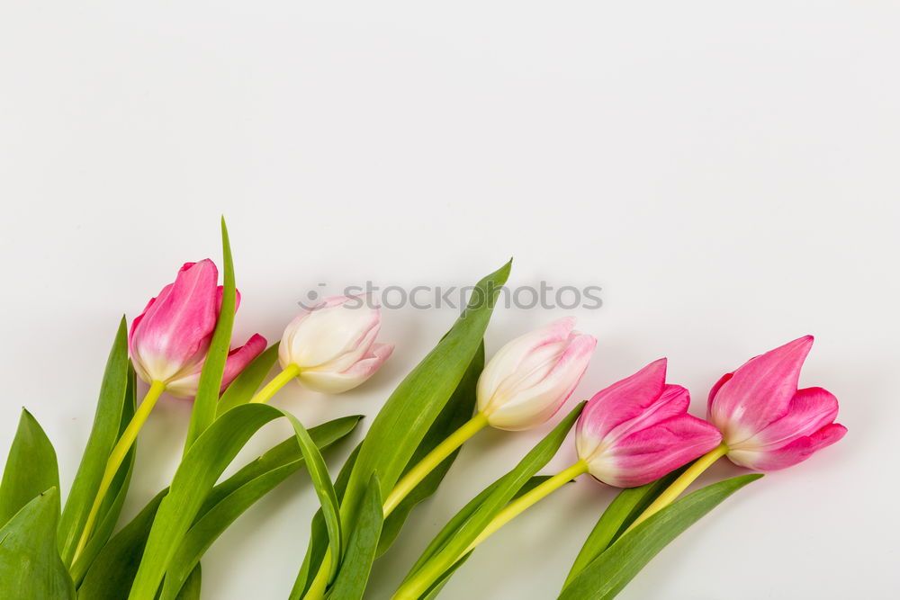 Image, Stock Photo Tulips Flowers with Water Drops