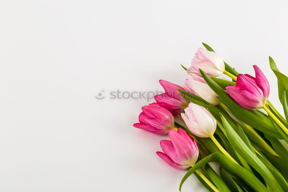 Similar – Tulip flowers on bright wood