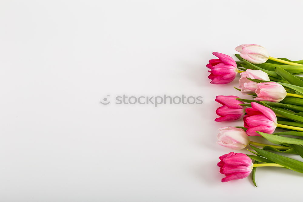 Similar – Image, Stock Photo Tulips Flowers with Water Drops