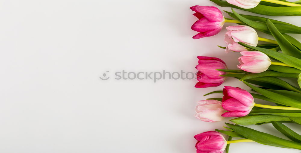 Similar – Weibliche Hände halten schöne große rosa Lilie Blumen