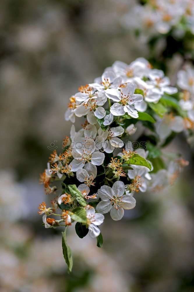 Similar – Image, Stock Photo ice flowers Nature Plant