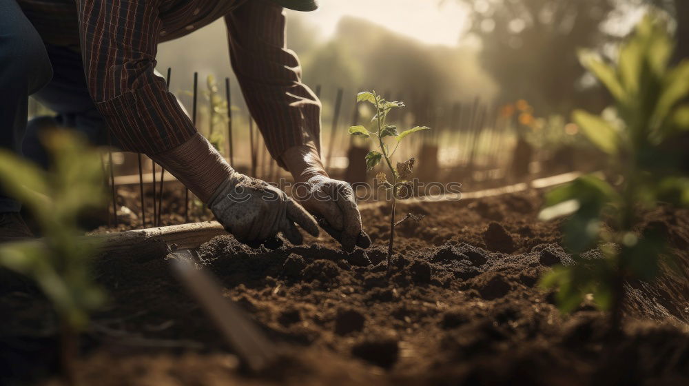 Similar – Planting potatoes in small bio garden