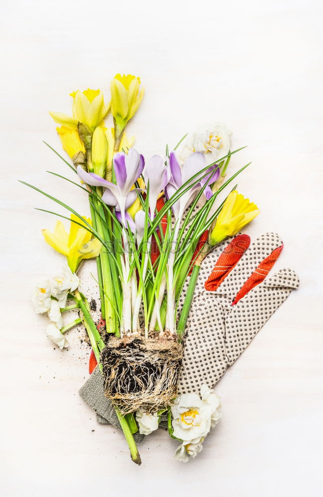 Similar – Spring flowers and various garden tools