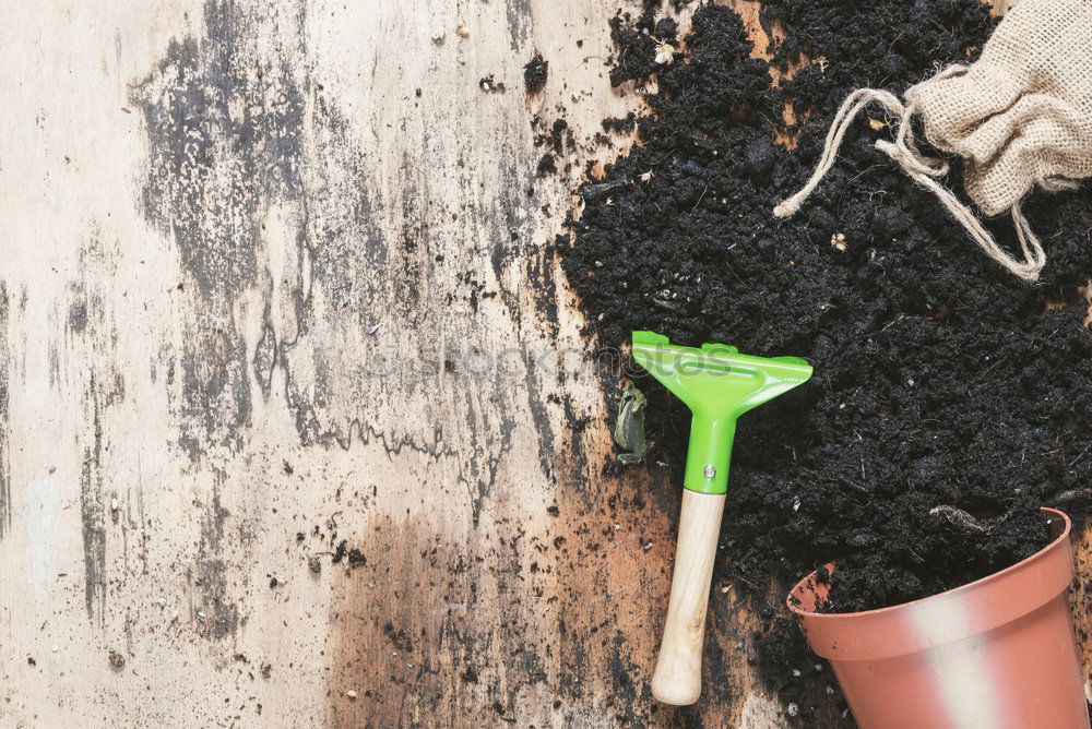 Similar – Image, Stock Photo Woman’s hands transplanting plant.