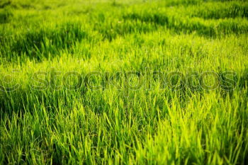 Similar – Image, Stock Photo weedkiller Paddy field