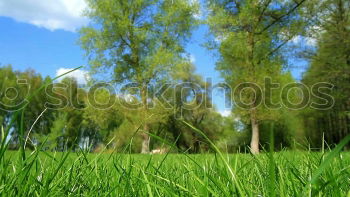 Similar – Image, Stock Photo grasshopper Grass Green