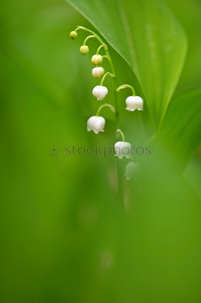 Similar – Image, Stock Photo Single Nature Landscape