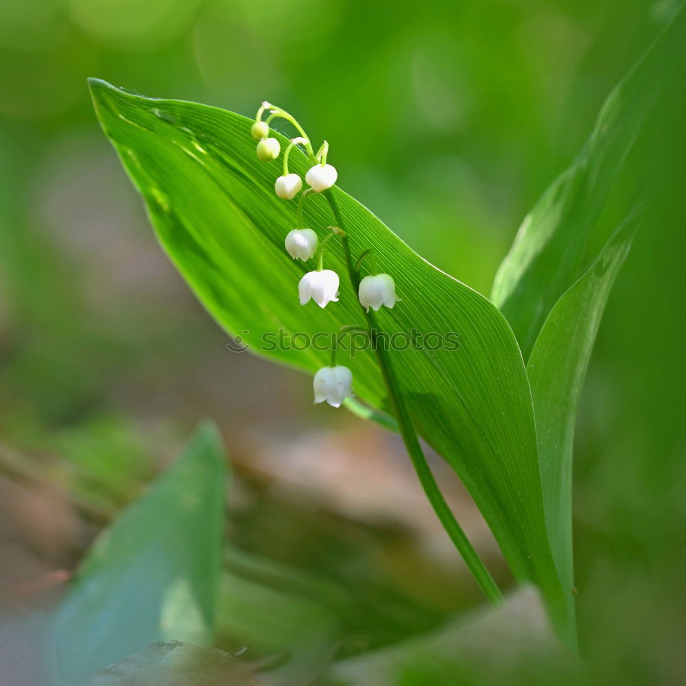 Similar – MAIglöckchen Farbfoto