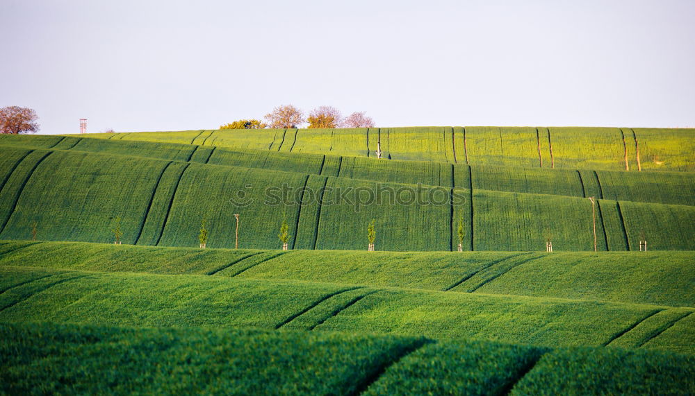 Similar – Misty hill Hill Fog Green