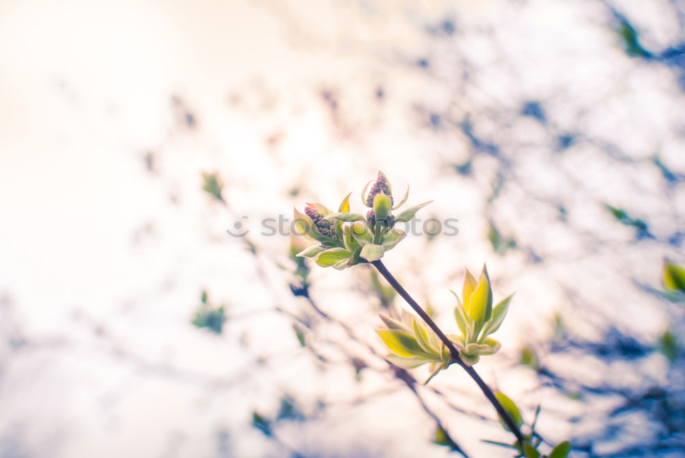 Similar – Foto Bild Sommer Sonne Blatt