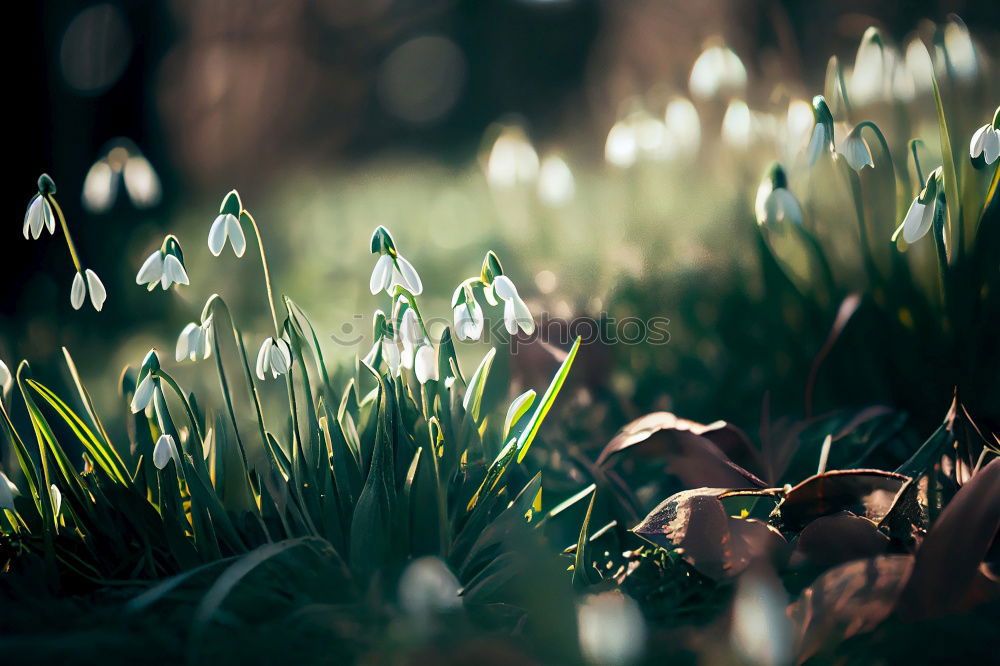 Similar – Schneeglöckchen Blume