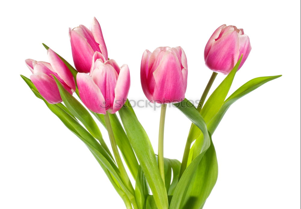 Similar – 5 tulips Tulip Red Green