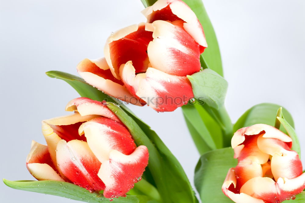 Similar – Foto Bild Tulpen ohne Ende Blume