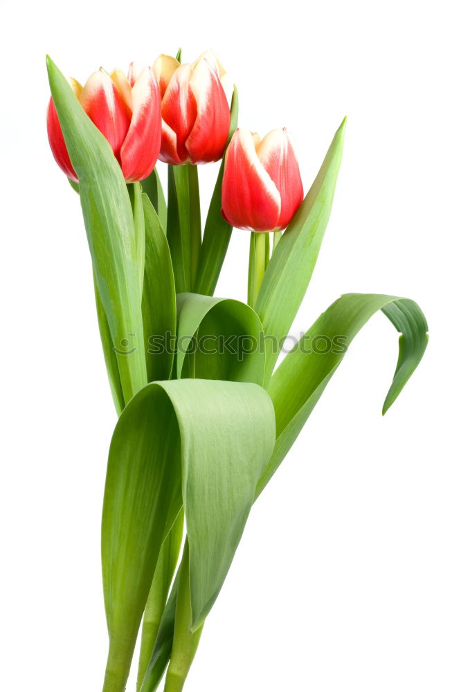 Similar – 5 tulips Tulip Red Green