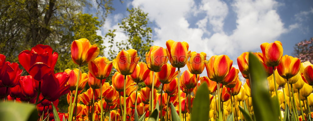 Similar – Foto Bild so farbenfroh… Glück