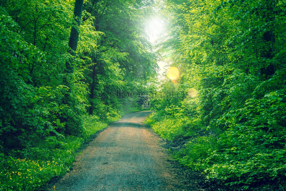 forest path Nature