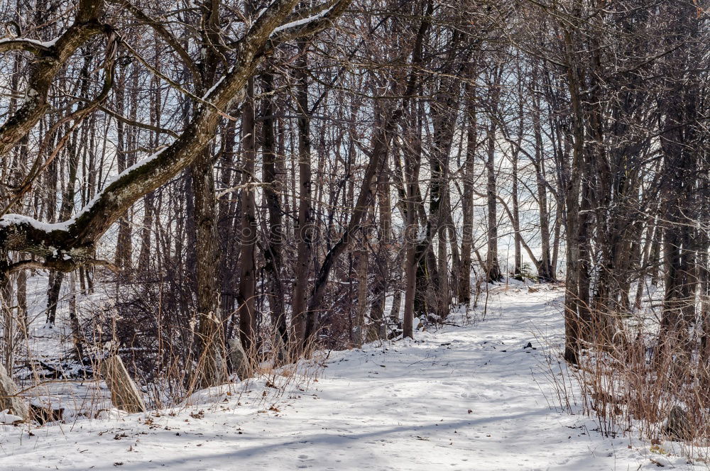 Similar – forest path Environment