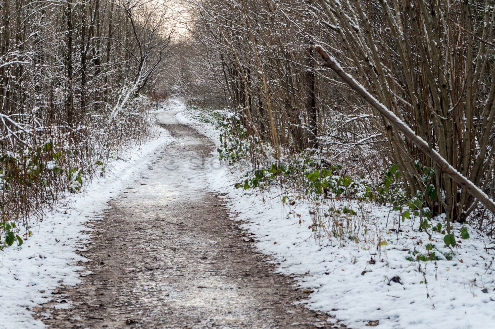 Similar – Foto Bild der mann im wald Mann Wald