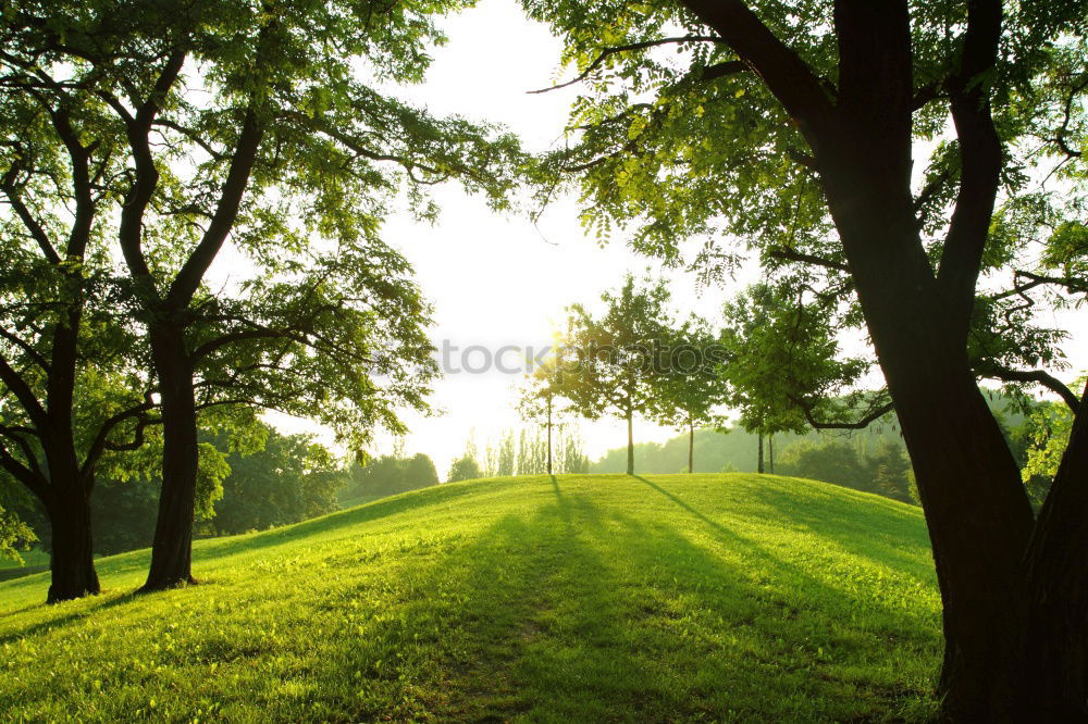 Similar – Image, Stock Photo Grassy path through sunny avenue