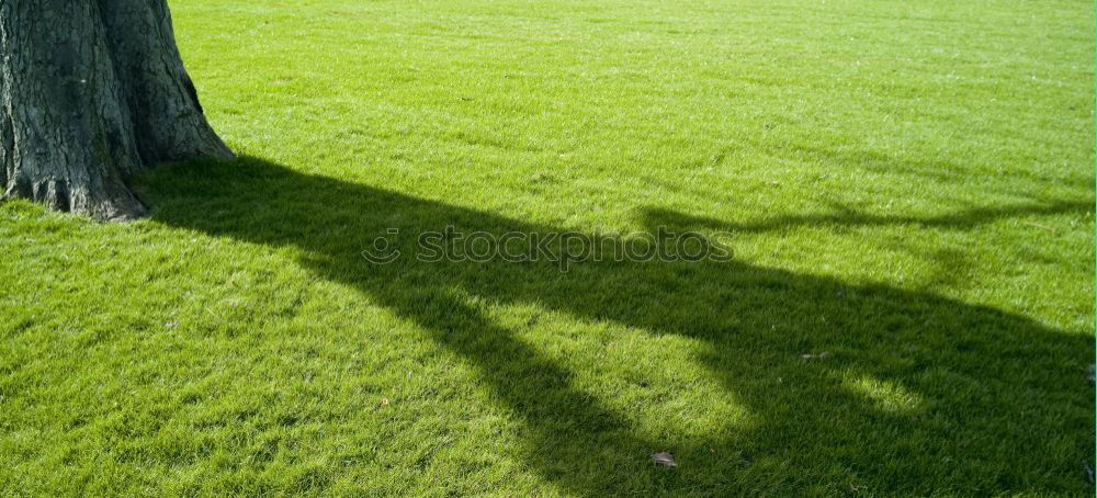 Image, Stock Photo Spiderman’s Shadow Meadow