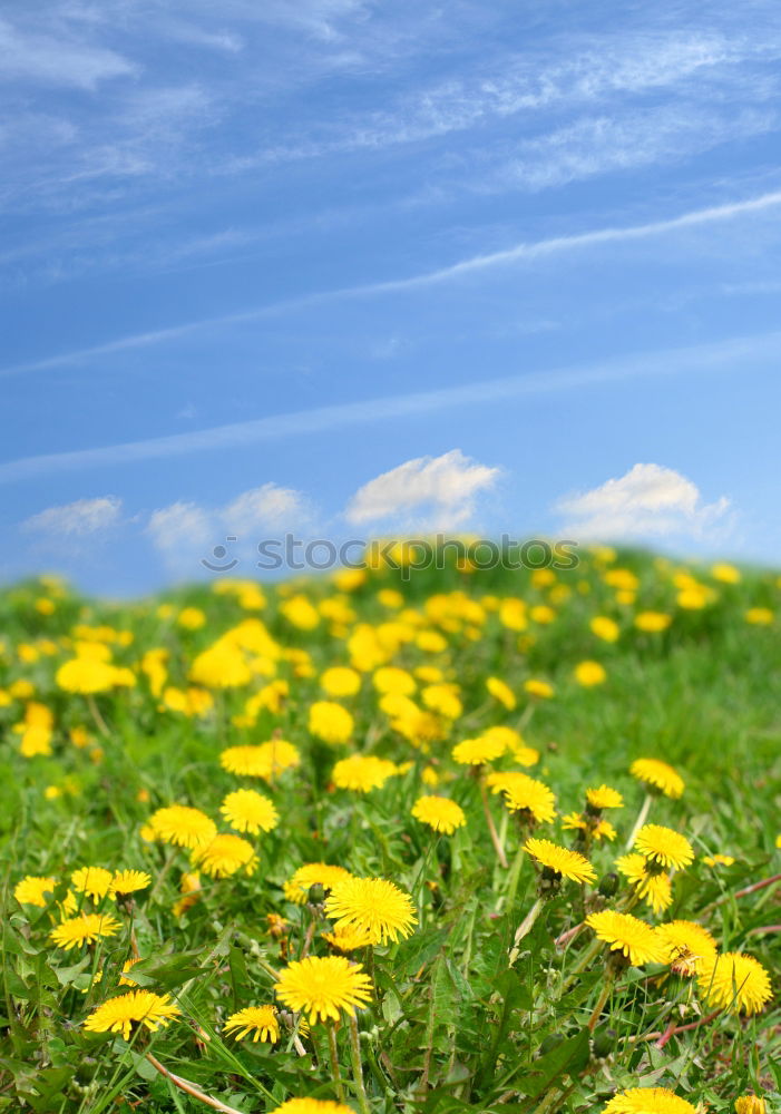 Similar – Foto Bild das Leben ist schön Wiese