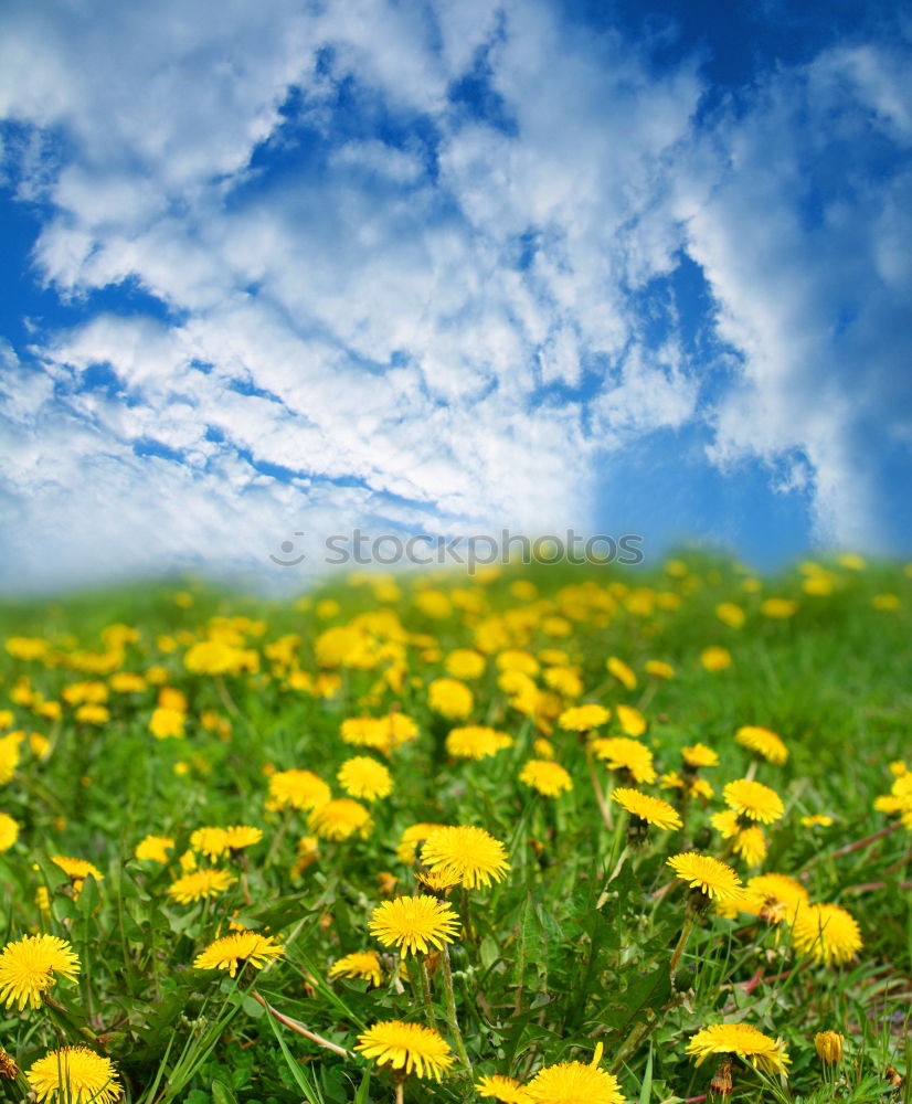 Similar – dandelion Flower Meadow