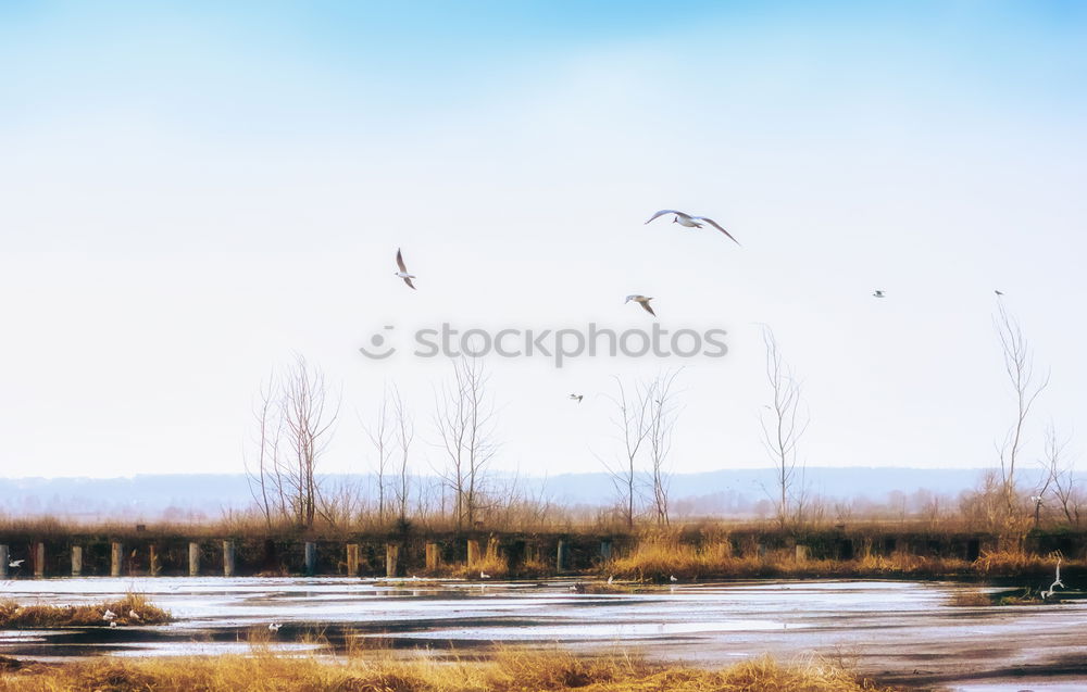 Similar – freedom Bird Bushes Clouds