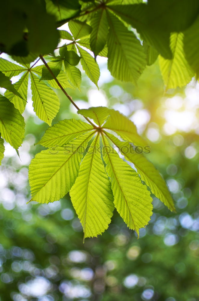 Similar – Image, Stock Photo chestnut tree I Nature