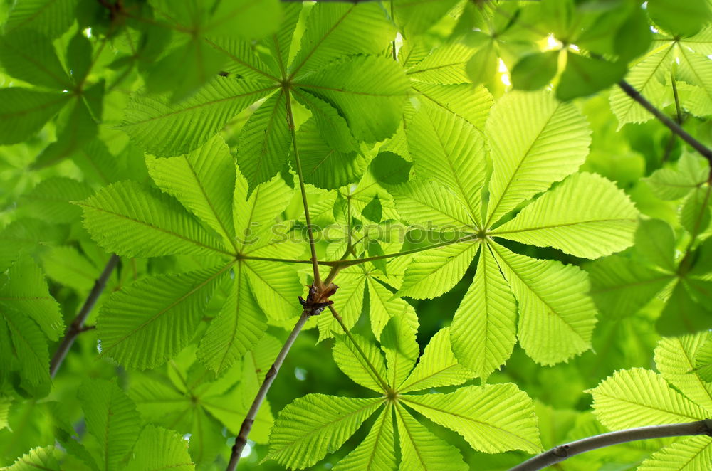 Similar – Image, Stock Photo lucky clover Nature Plant