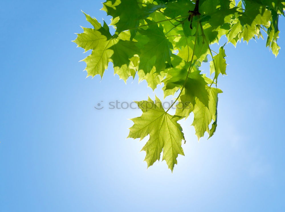 Image, Stock Photo Summer 2005 Leaf Tom Tom