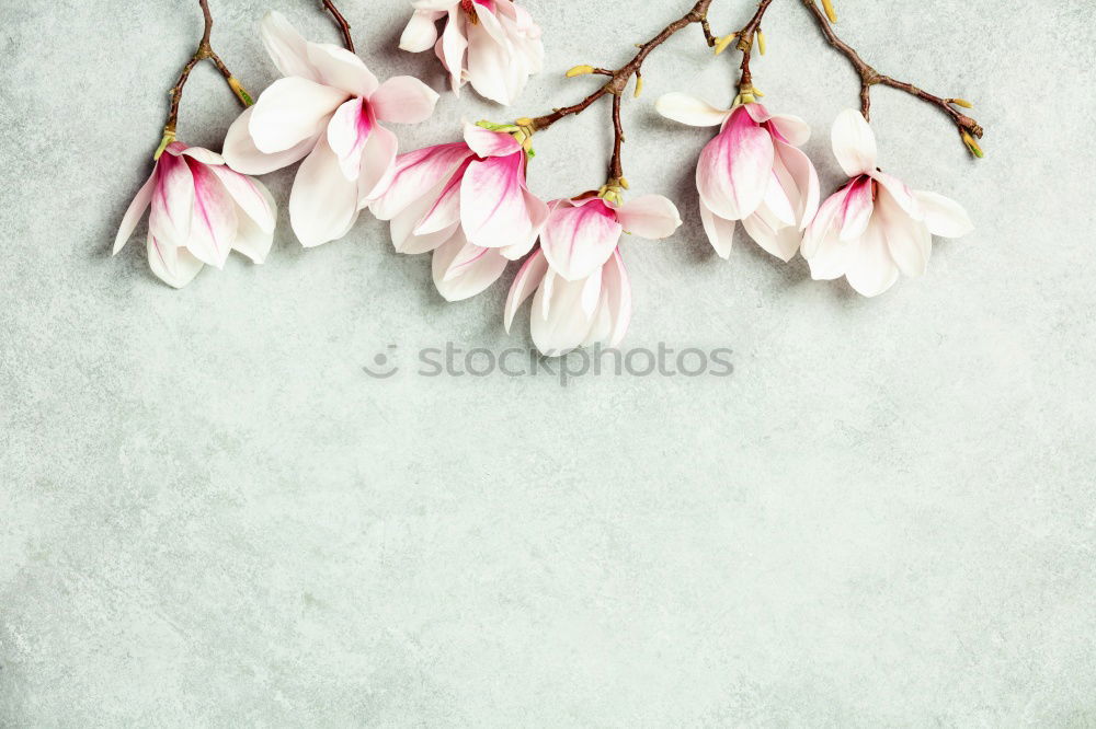 Similar – Image, Stock Photo Hanging Easter eggs with pink flowers