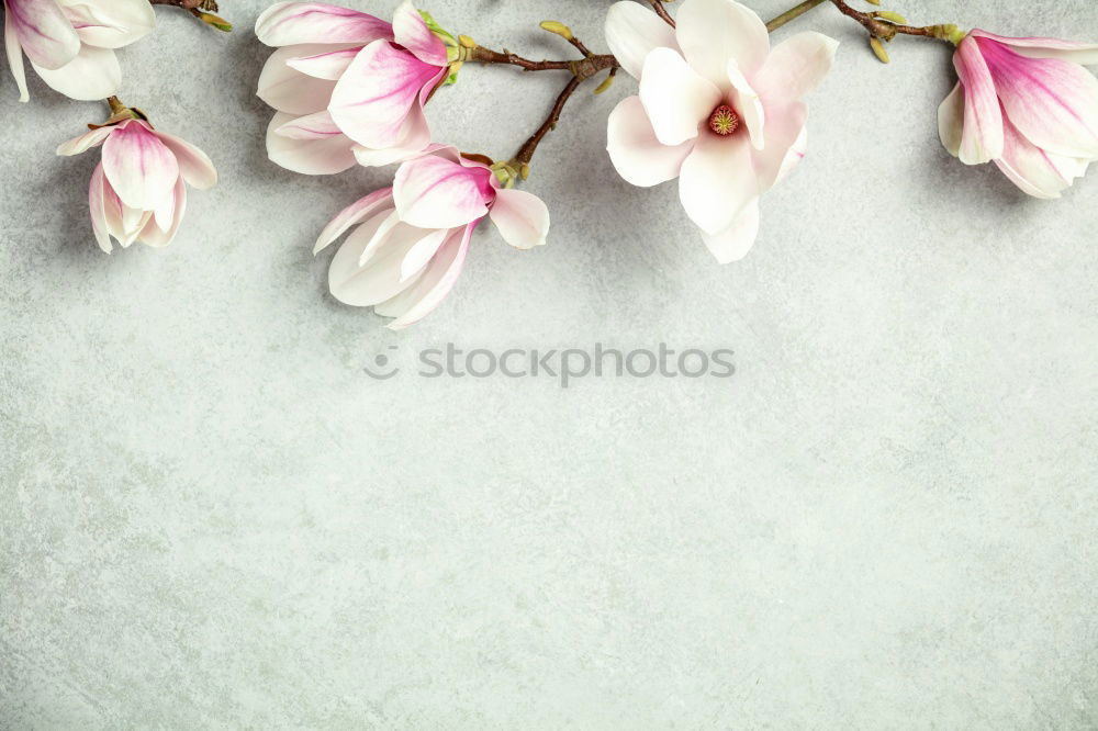 Similar – Image, Stock Photo Pretty spring flowers on turquoise background