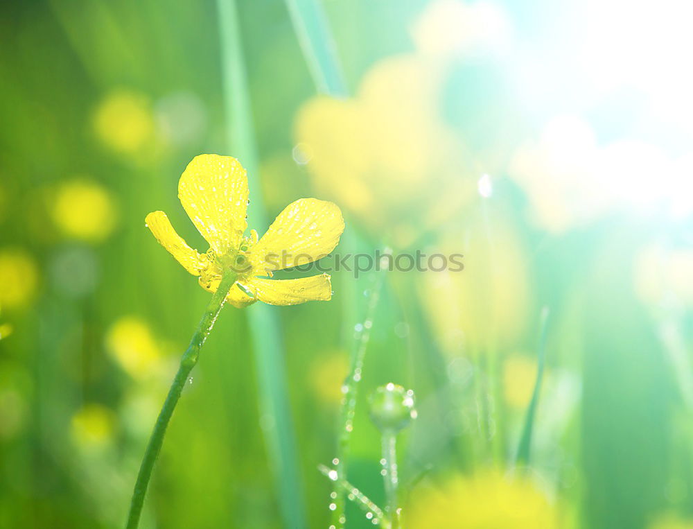 Similar – ranunculus acris gelb