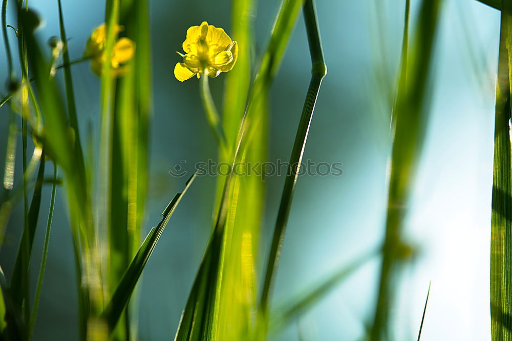 Similar – Sunday flowers Yellow Jump