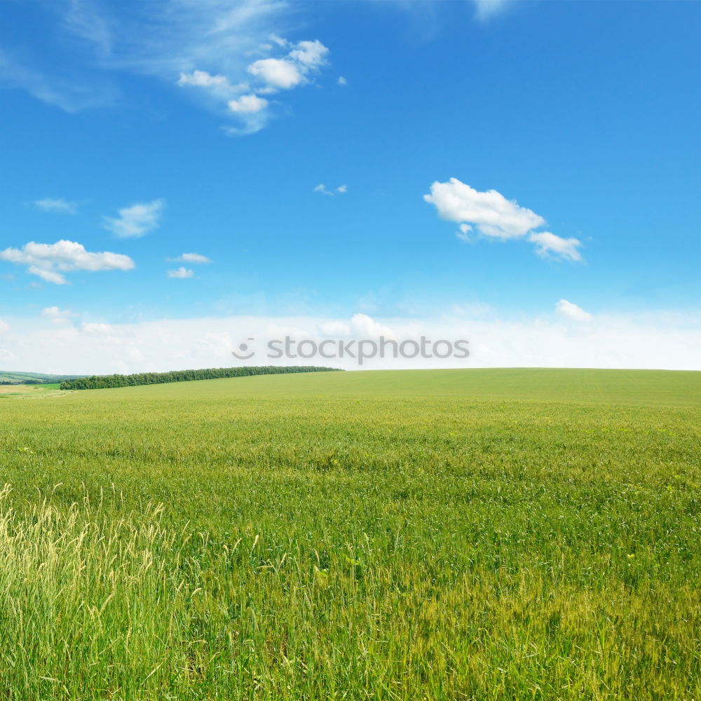 Similar – Image, Stock Photo meadow in allgau Style