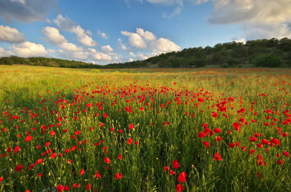 Similar – red spots in the landscape