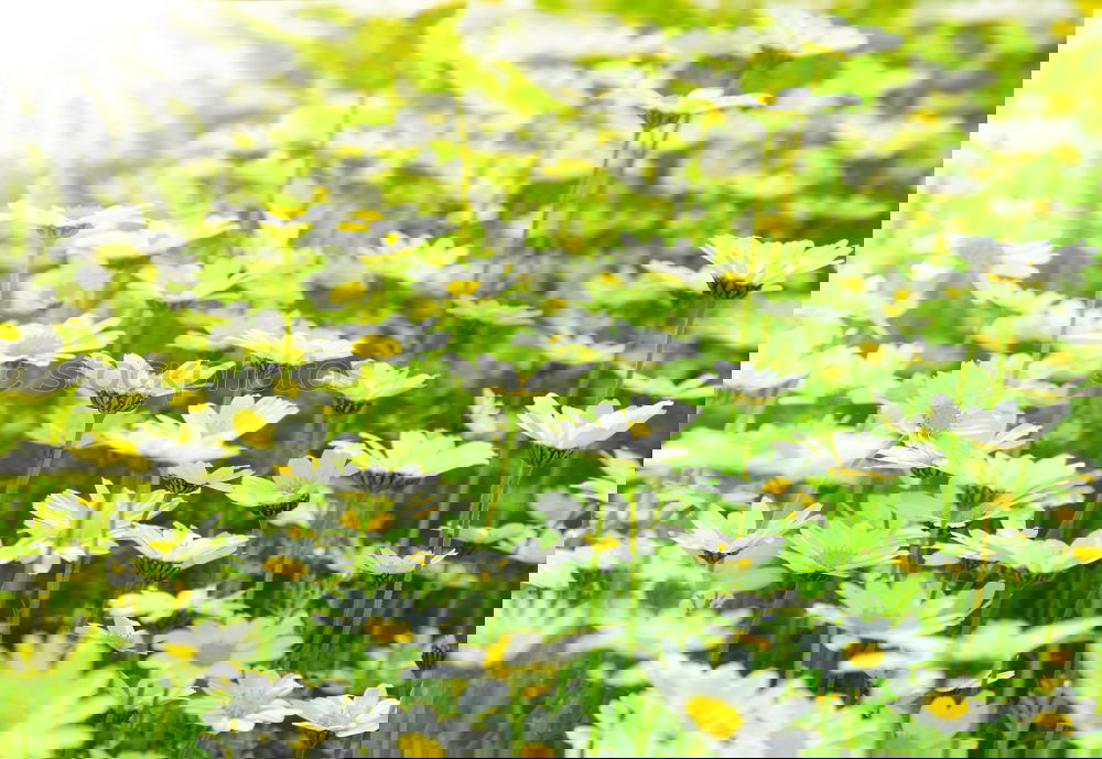 Similar – Image, Stock Photo Daffodils in the field