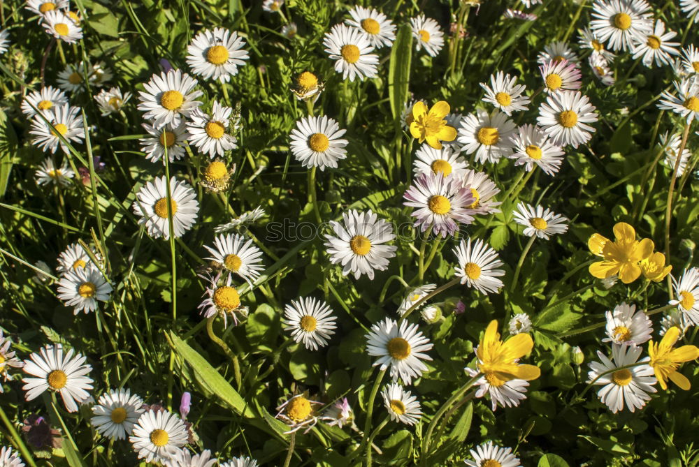 Similar – Image, Stock Photo Don’t kick us. Flower