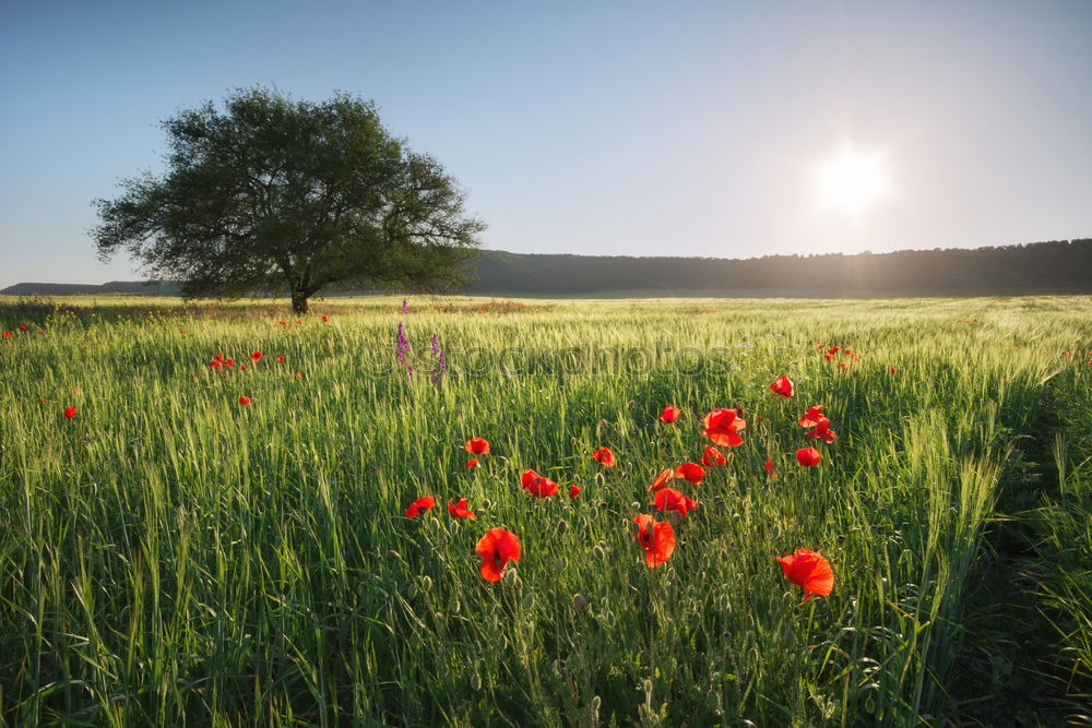 Similar – Foto Bild Mohn am Feldrand