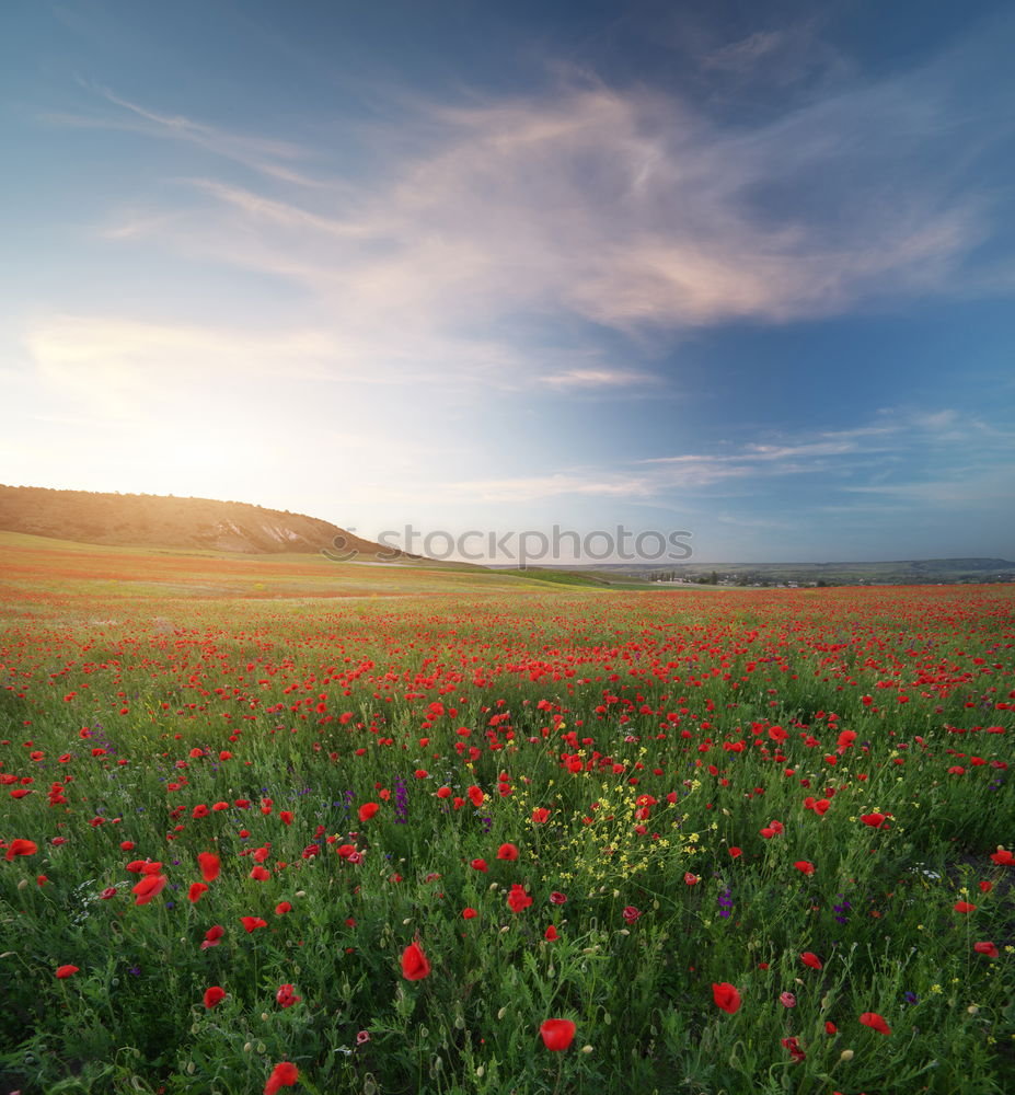 Similar – Foto Bild Mohn am Feldrand